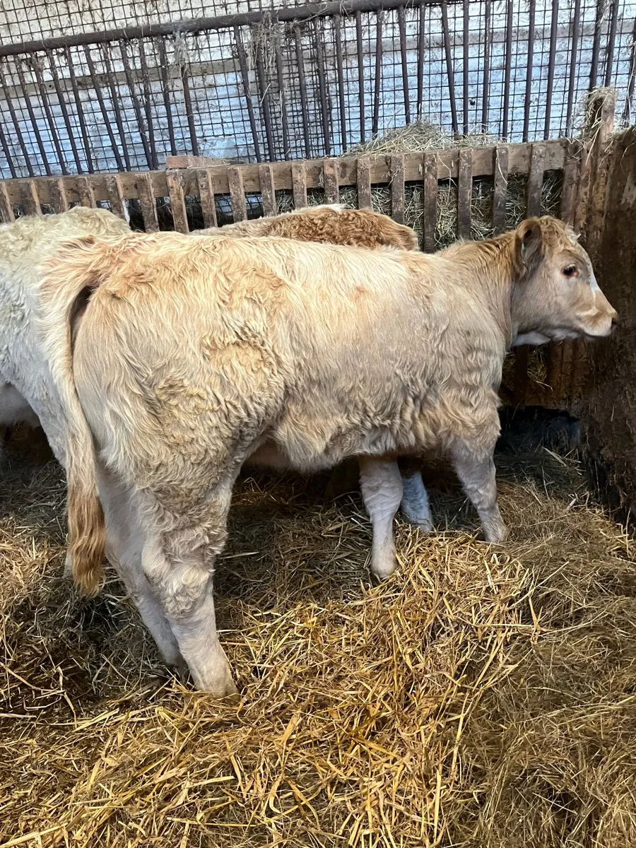 3 lovely quality Charolais heifers - Image 4