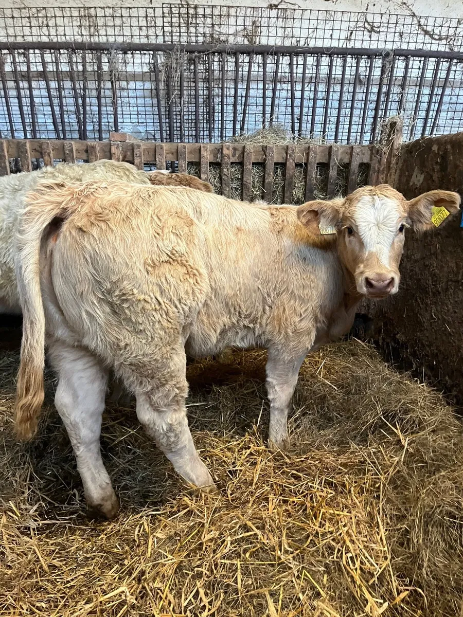 3 lovely quality Charolais heifers - Image 1