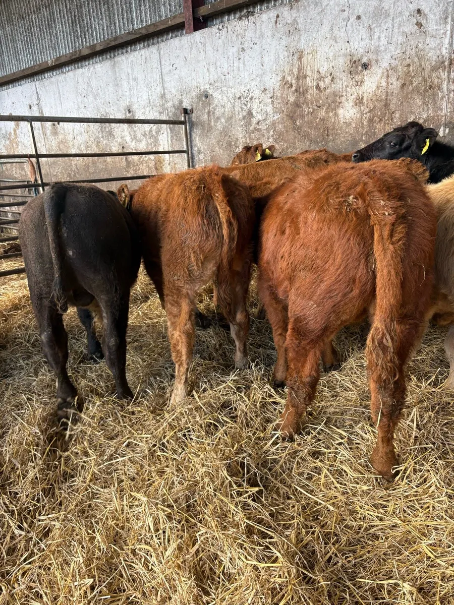 10 serious limousin bulls - Image 4