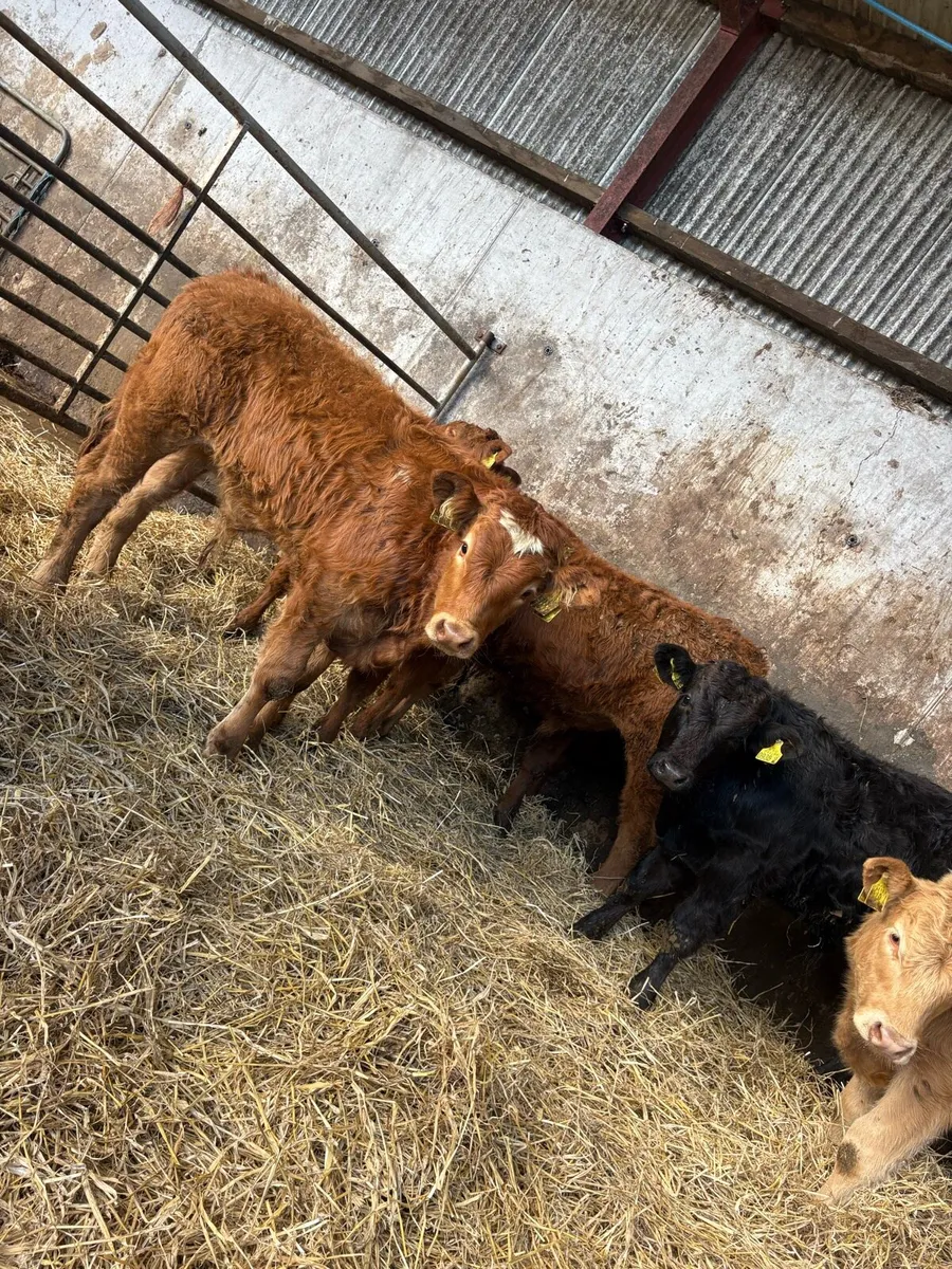 10 serious limousin bulls - Image 1