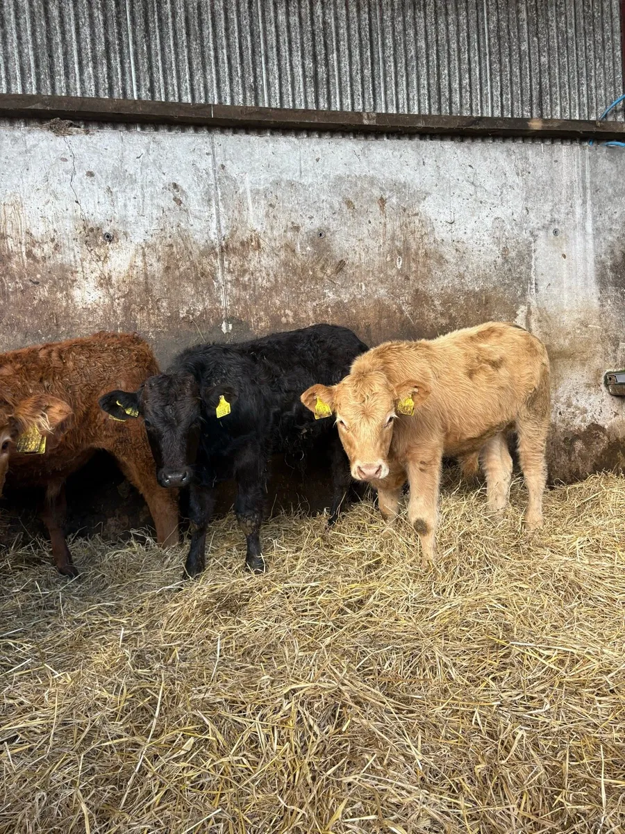 10 serious limousin bulls - Image 2