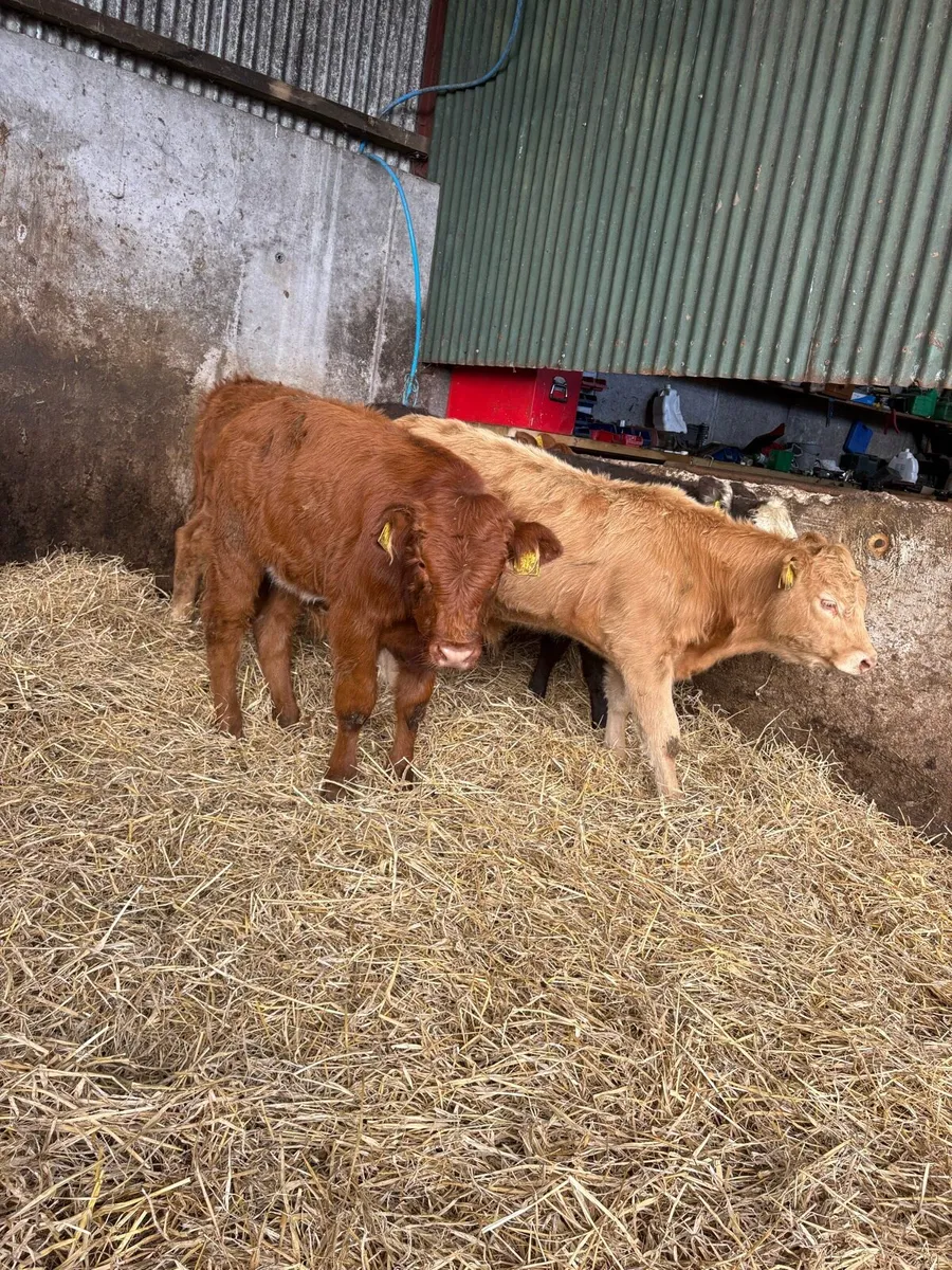 10 serious limousin bulls - Image 3