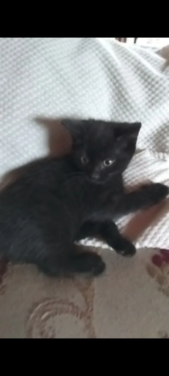 kittens - Image 3