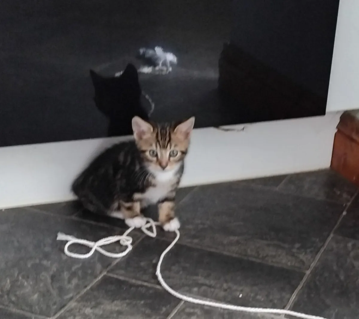 kittens - Image 1