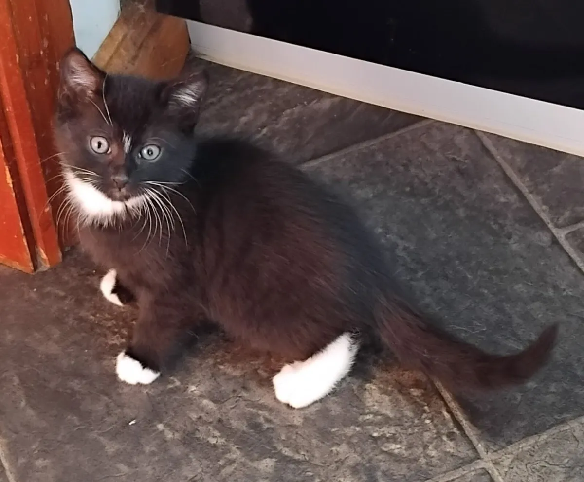 kittens - Image 2