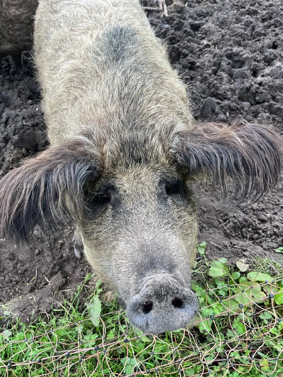 Mangalitsa - Image 1