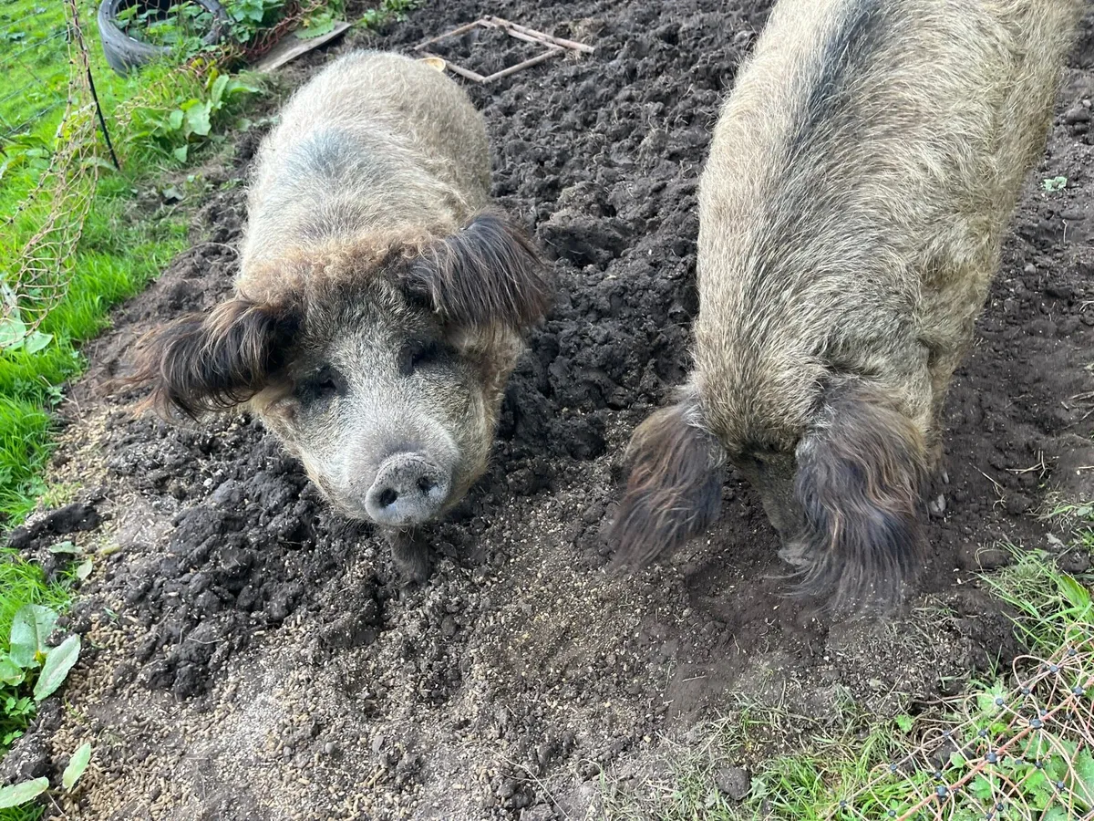 Mangalitsa - Image 3