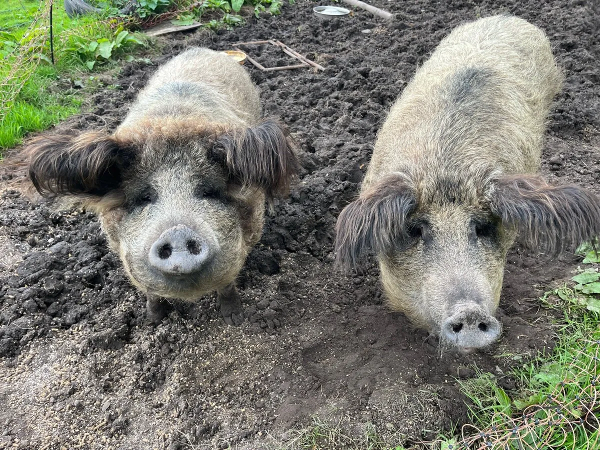 Mangalitsa - Image 4