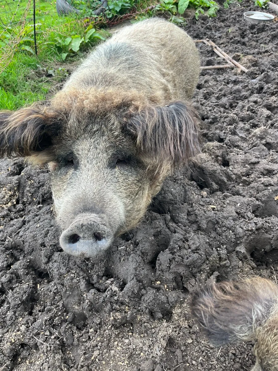 Mangalitsa - Image 2