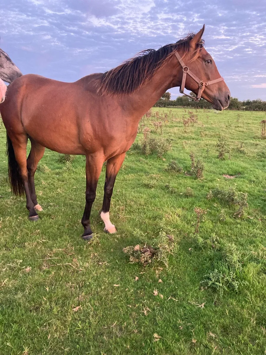 6y/o Horse
