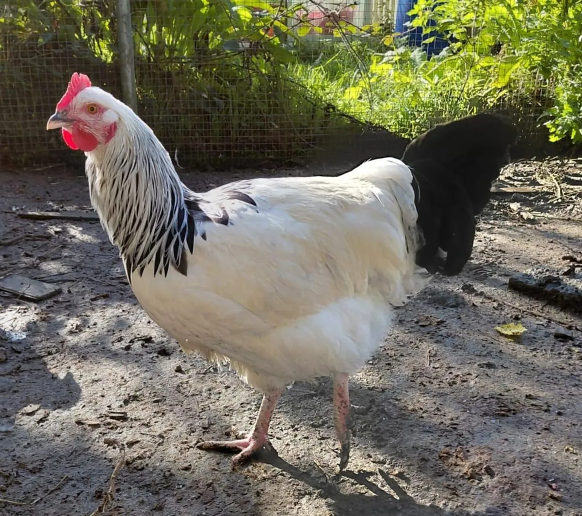 Roosters and Chickens for €5 - Image 1
