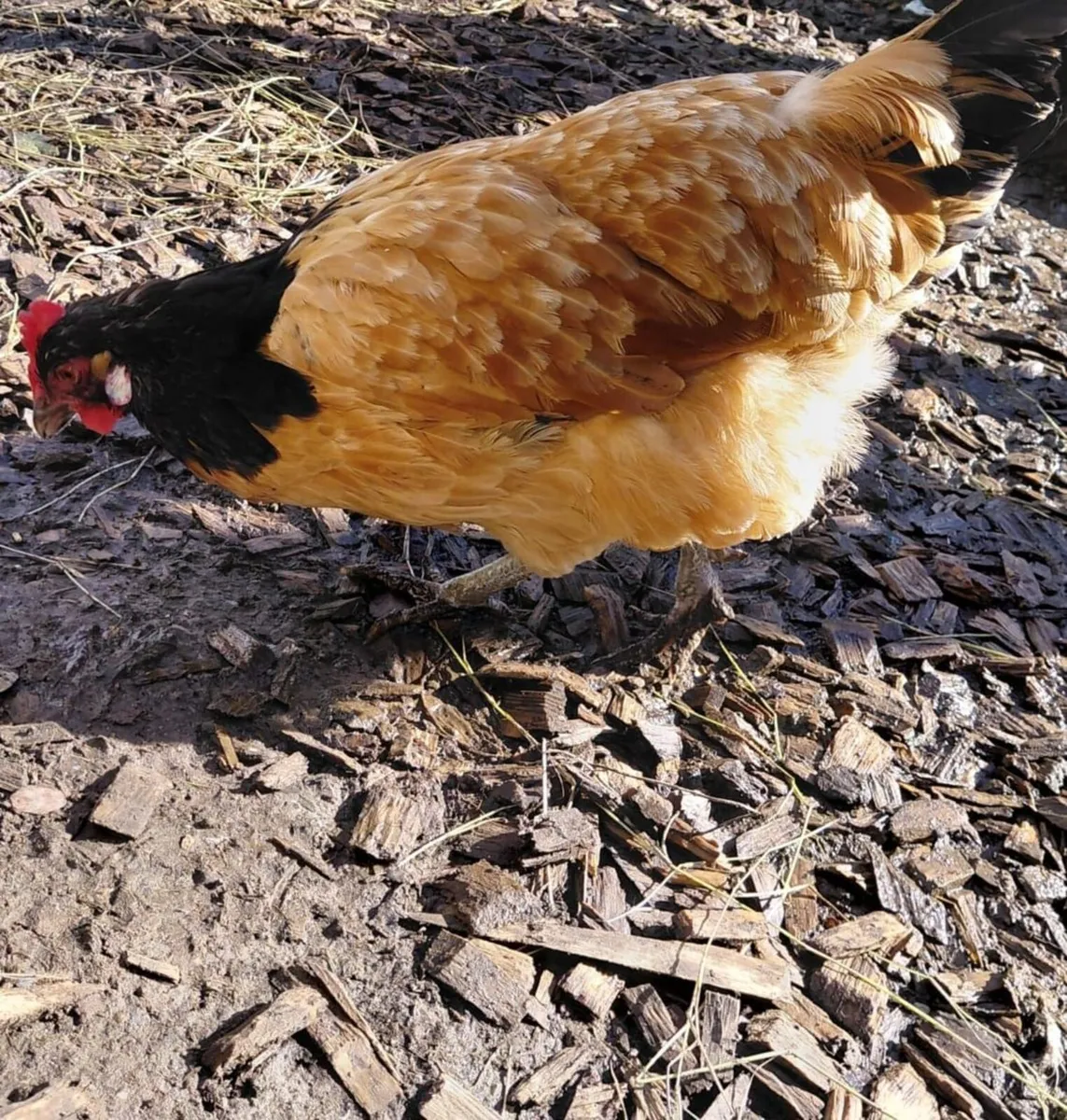 Roosters and Chickens for €5 - Image 4
