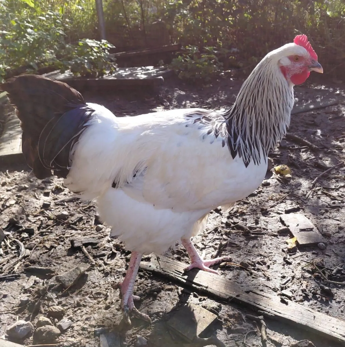 Roosters for €5 - Image 2