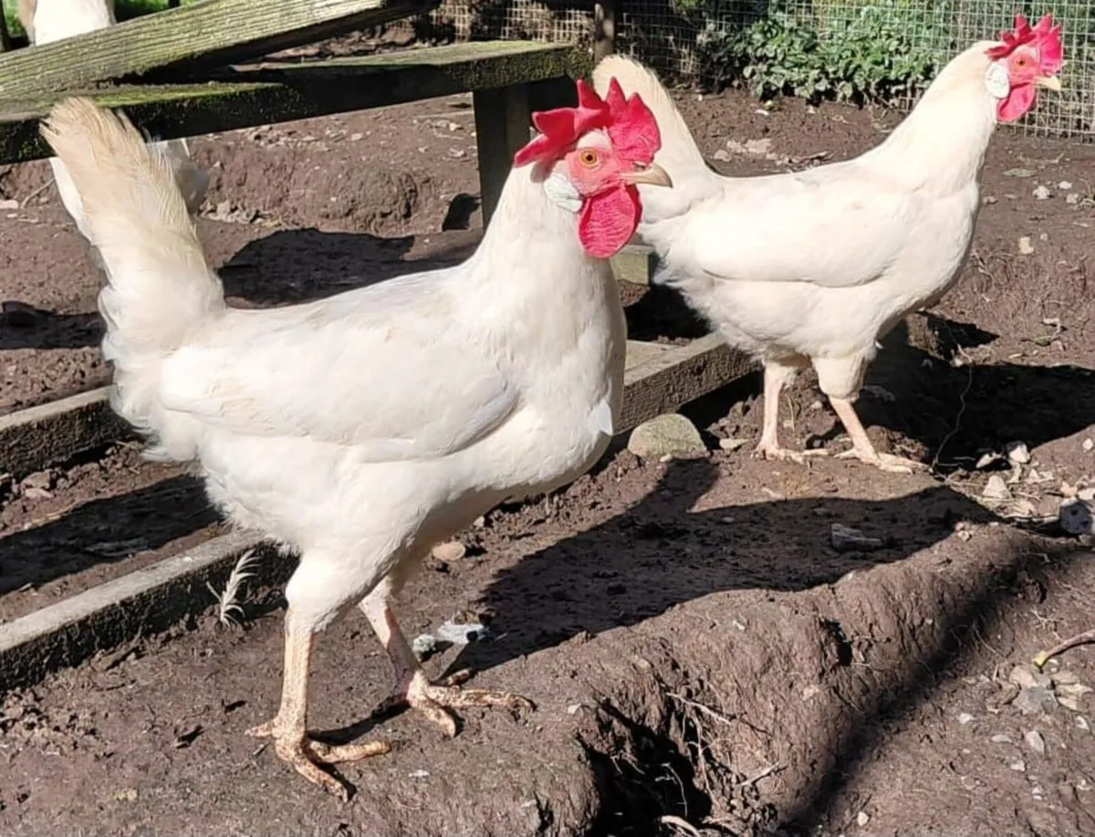 Roosters and Chickens for €5 - Image 2