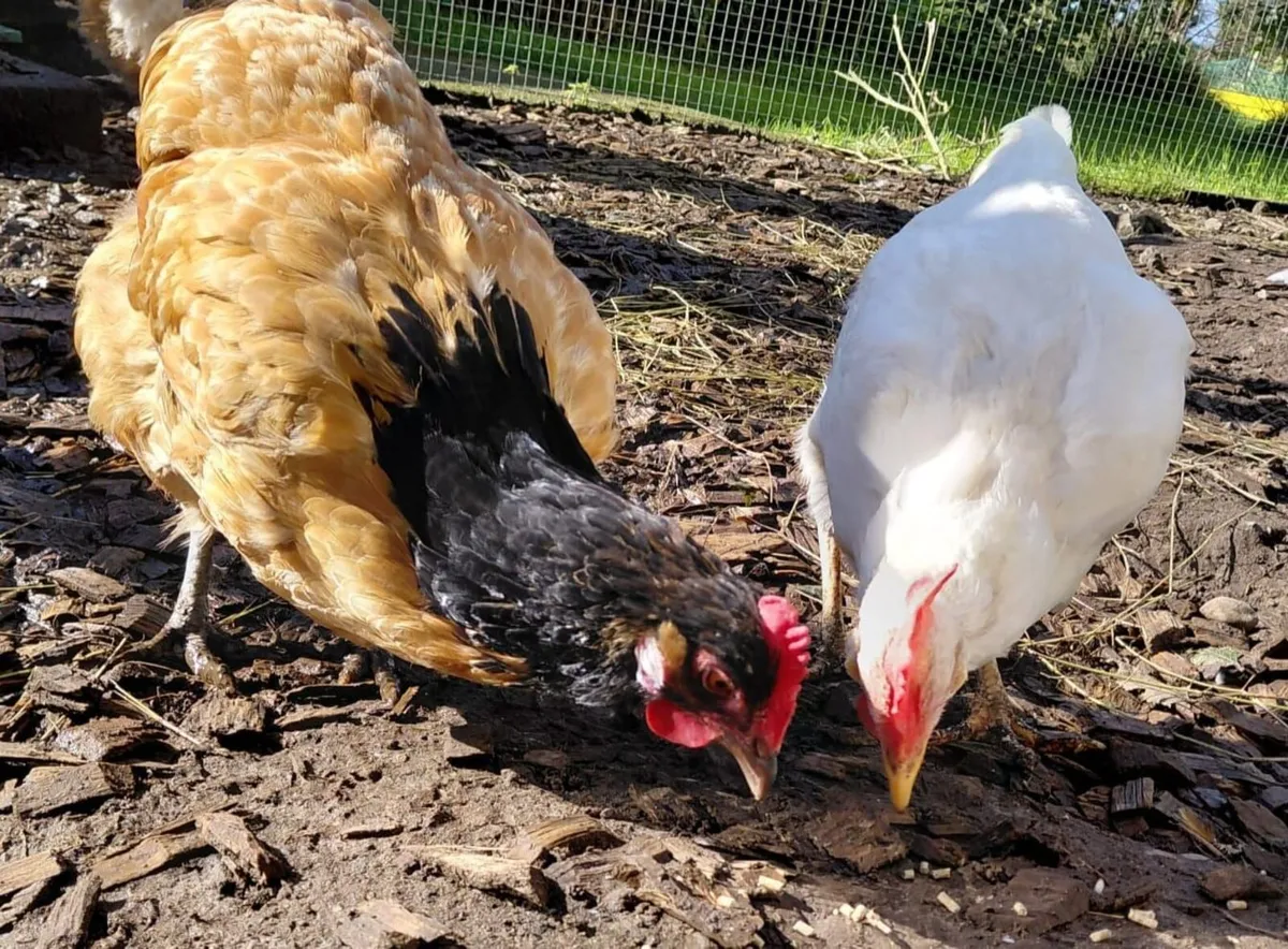Roosters and Chickens for €5 - Image 3