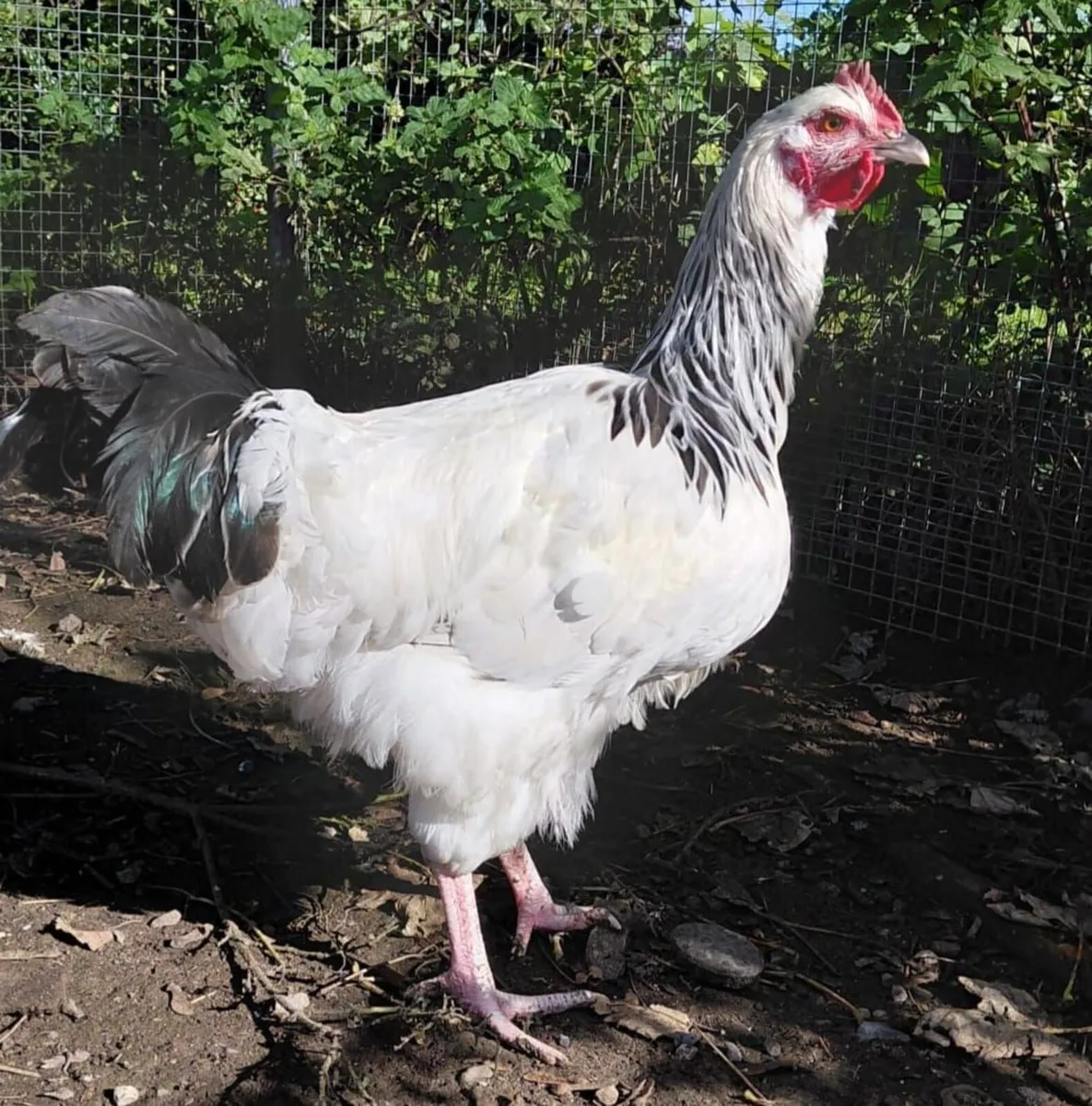 Roosters for €5 - Image 3