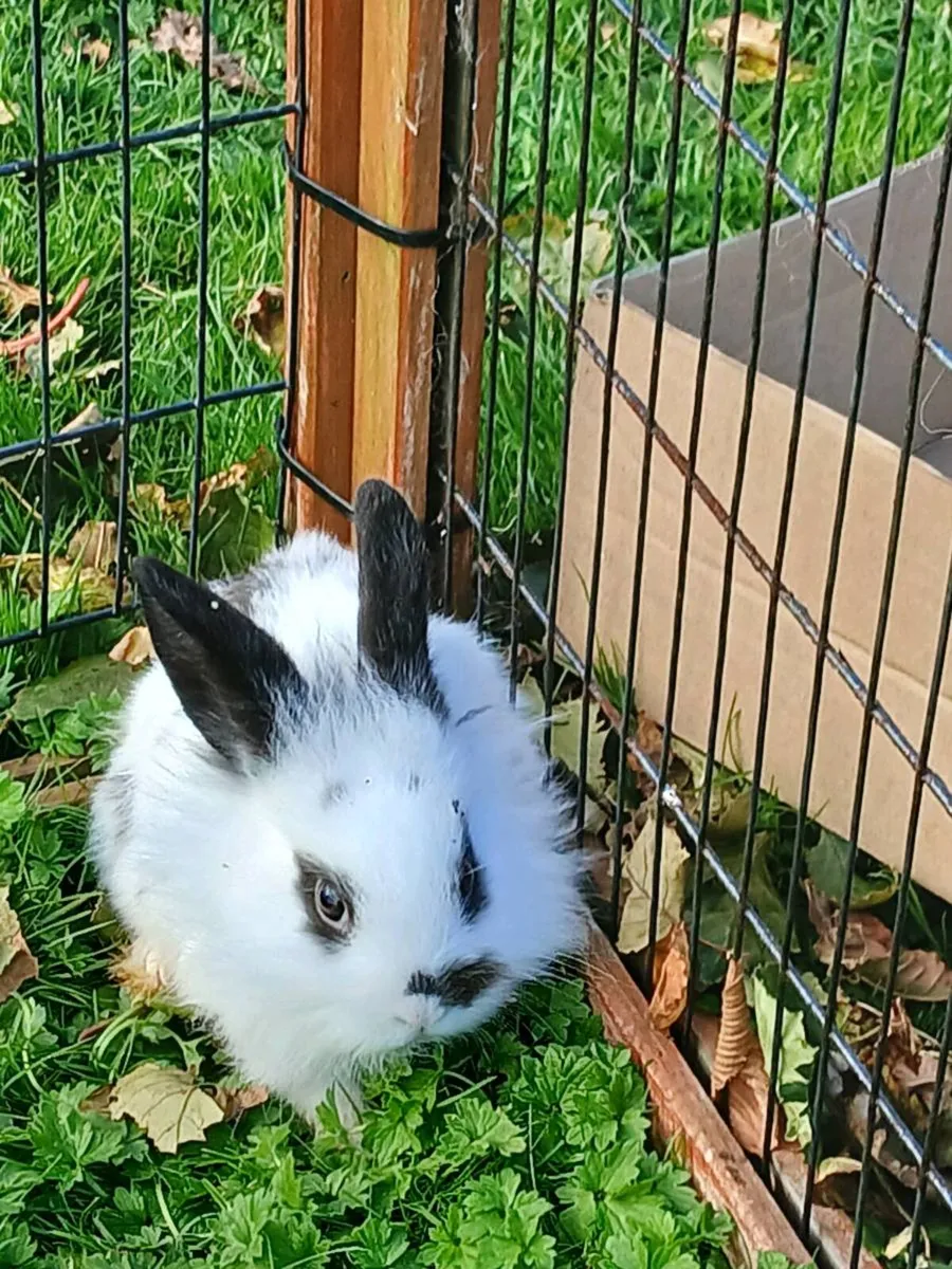 Purebred Lionhead Baby Rabbits and Mini Lop Female - Image 2