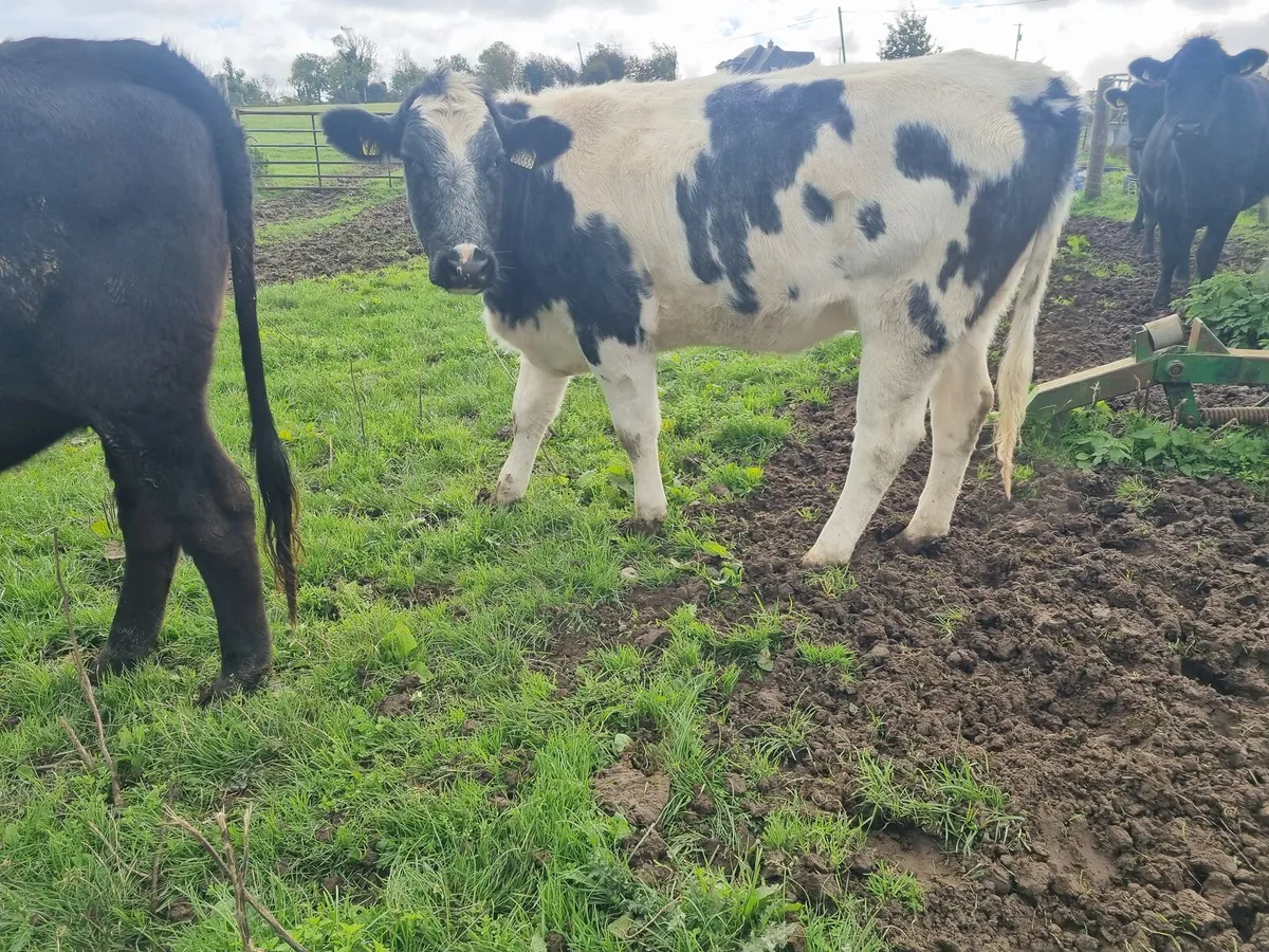 AAX and BBX Heifers - Image 2