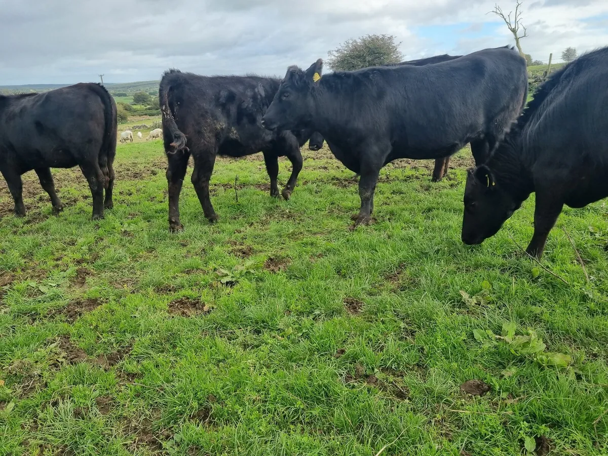 AAX and BBX Heifers - Image 3