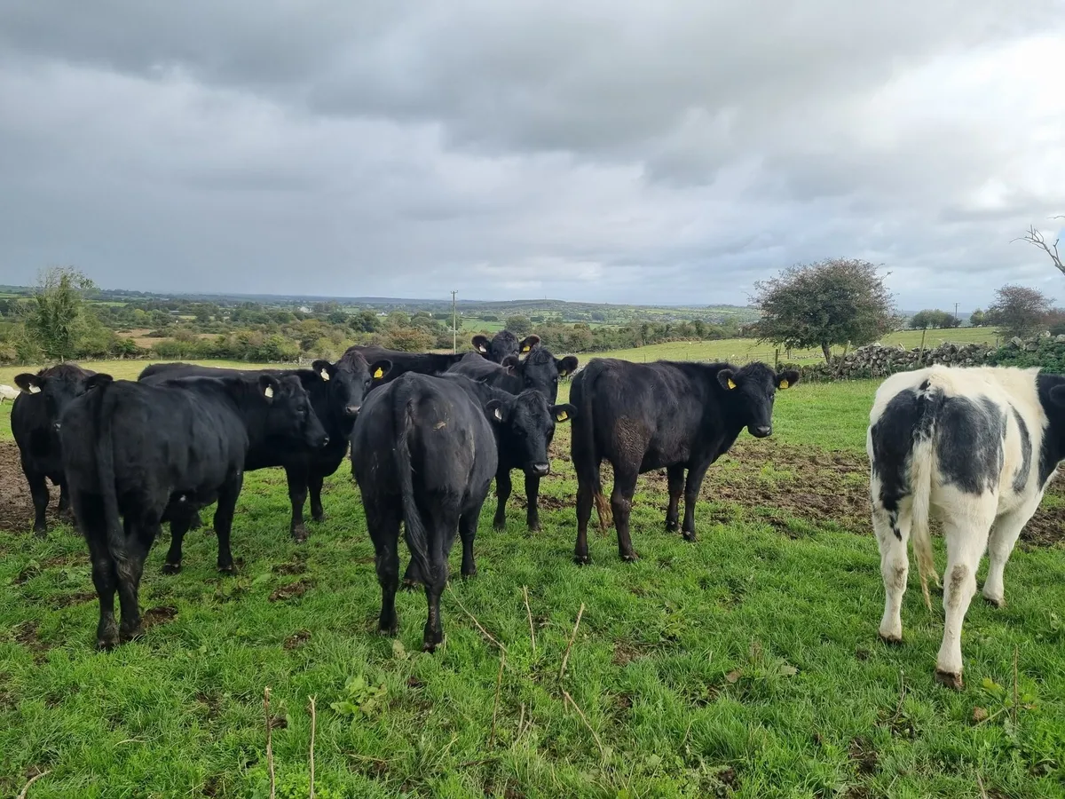 AAX and BBX Heifers - Image 1