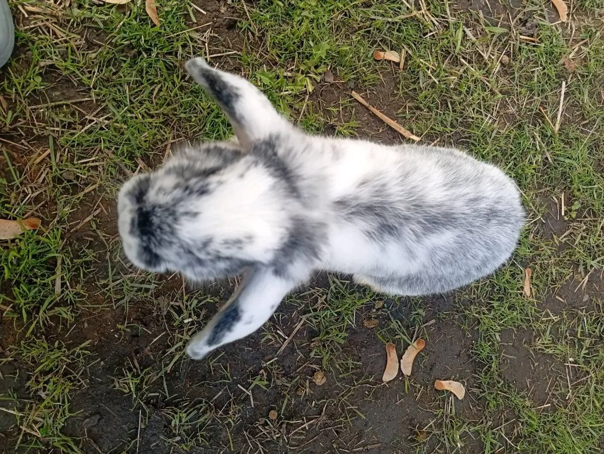 Rabbits - Image 1