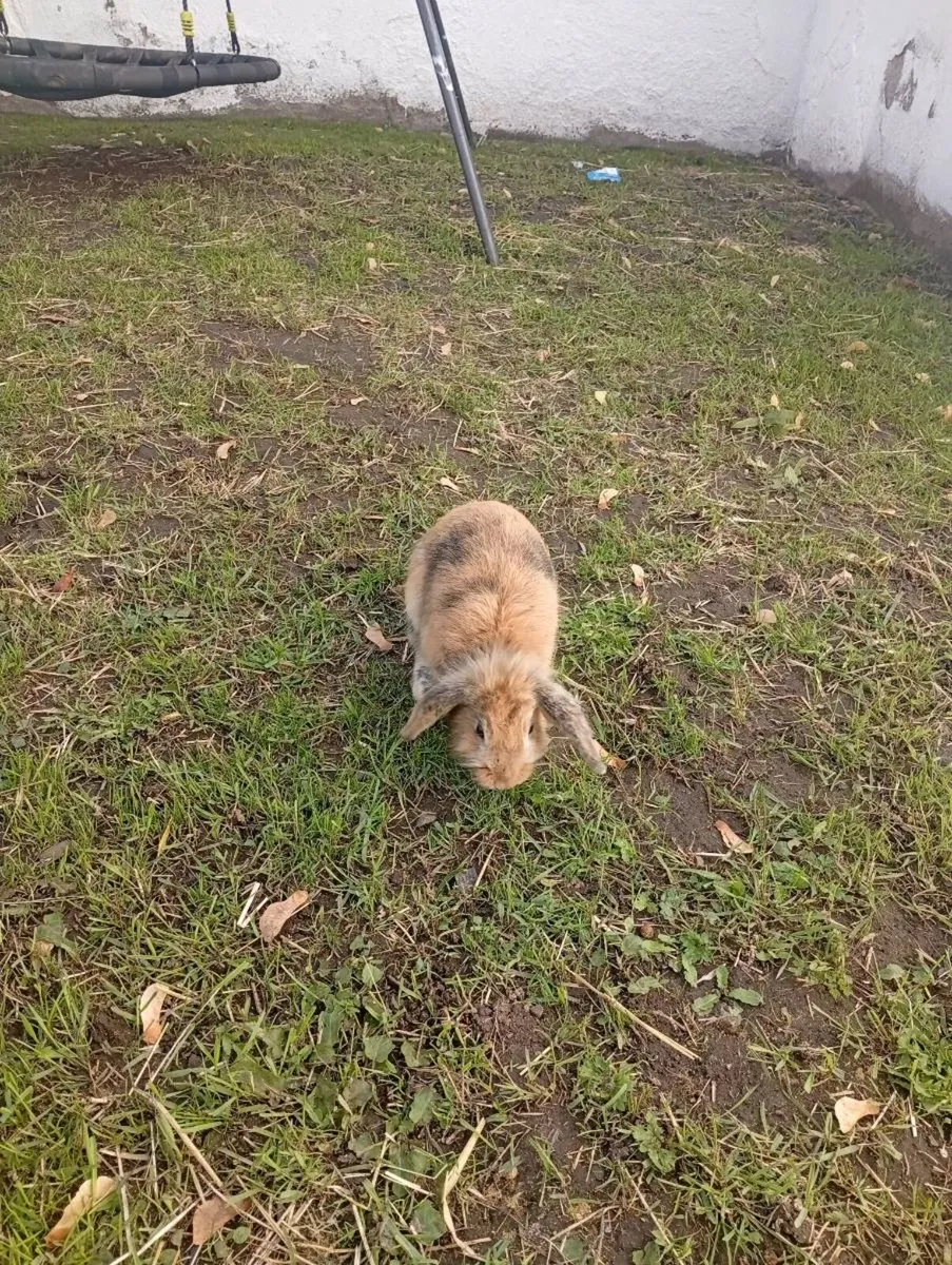 Rabbits - Image 2