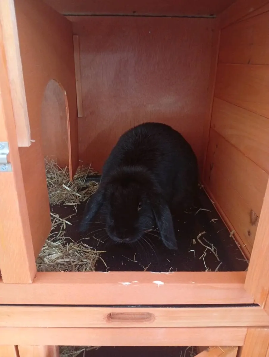 Rabbits - Image 3