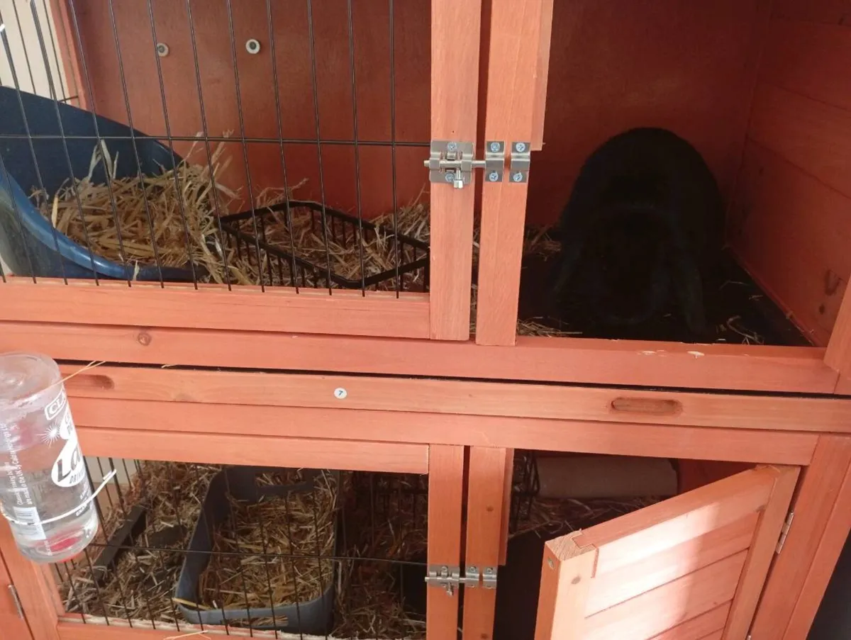Rabbits - Image 4