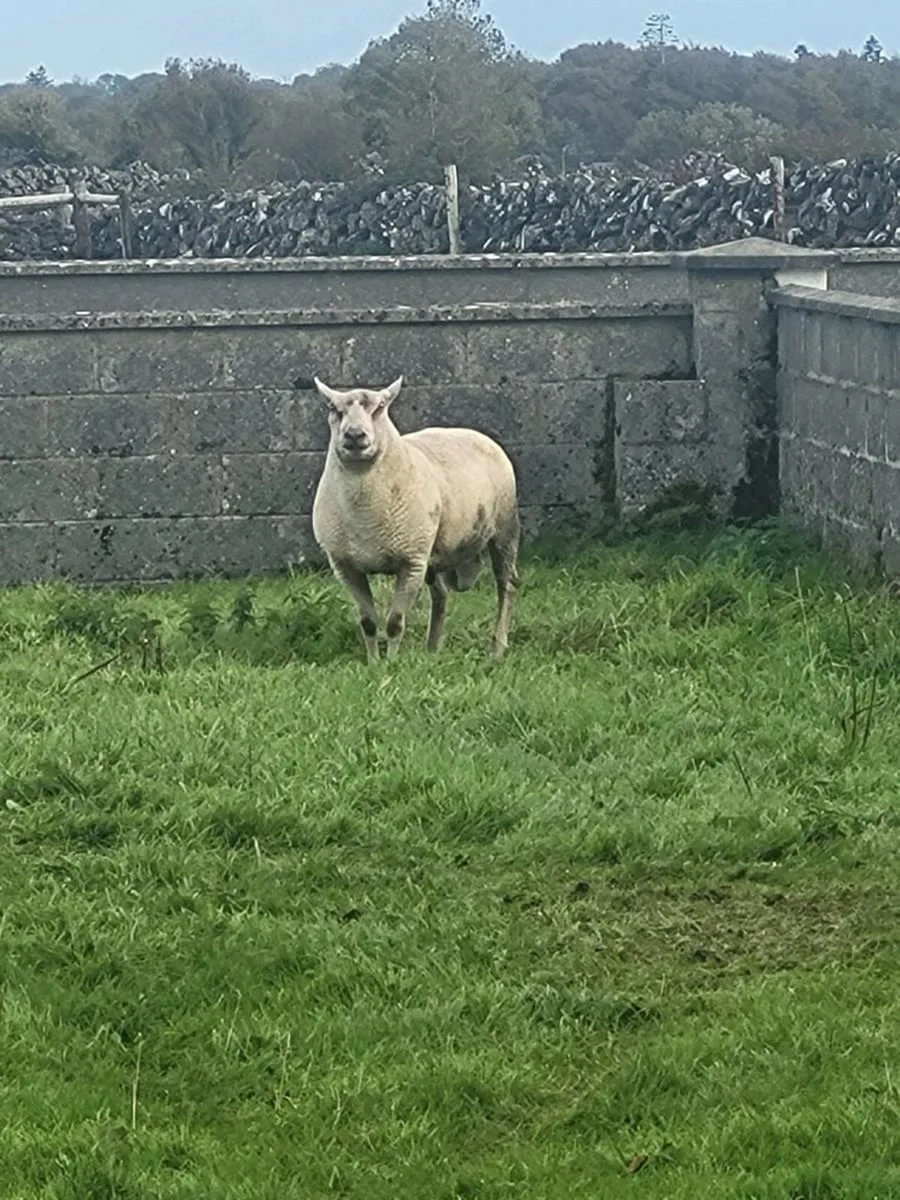 Pedigree chariollais ram - Image 1