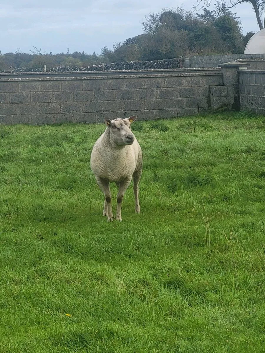 Pedigree chariollais ram - Image 2
