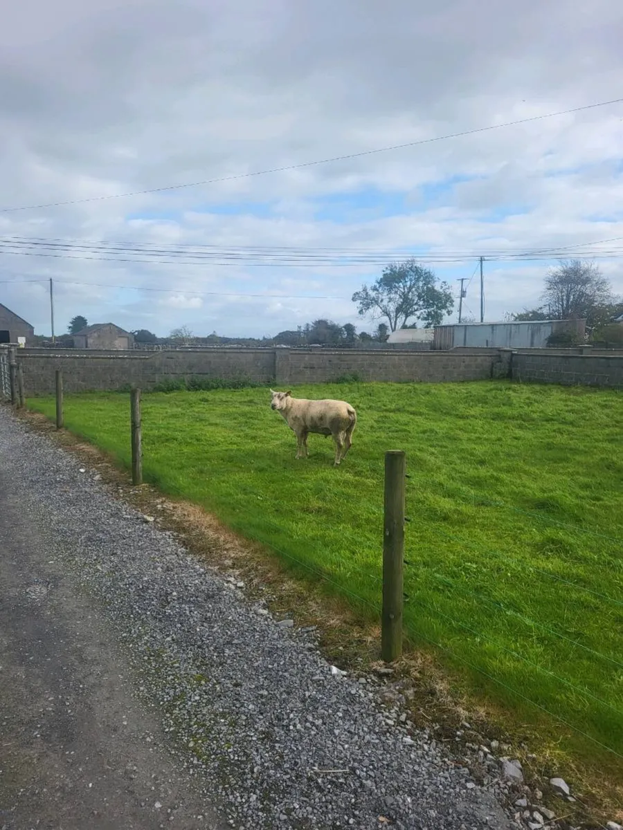 Pedigree chariollais ram - Image 3