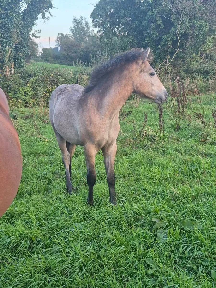 Dun Connemara Colt Foal - Image 3
