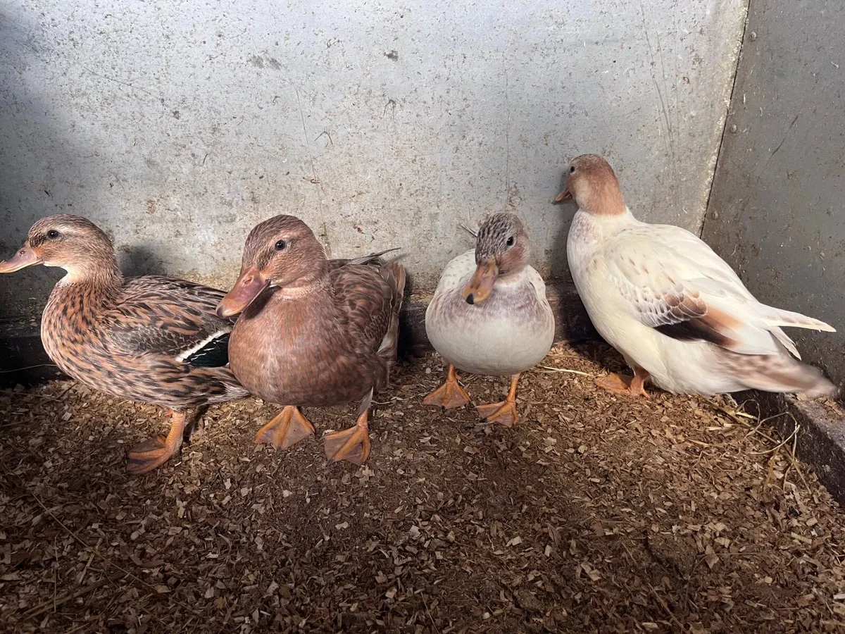Call ducks - Image 2