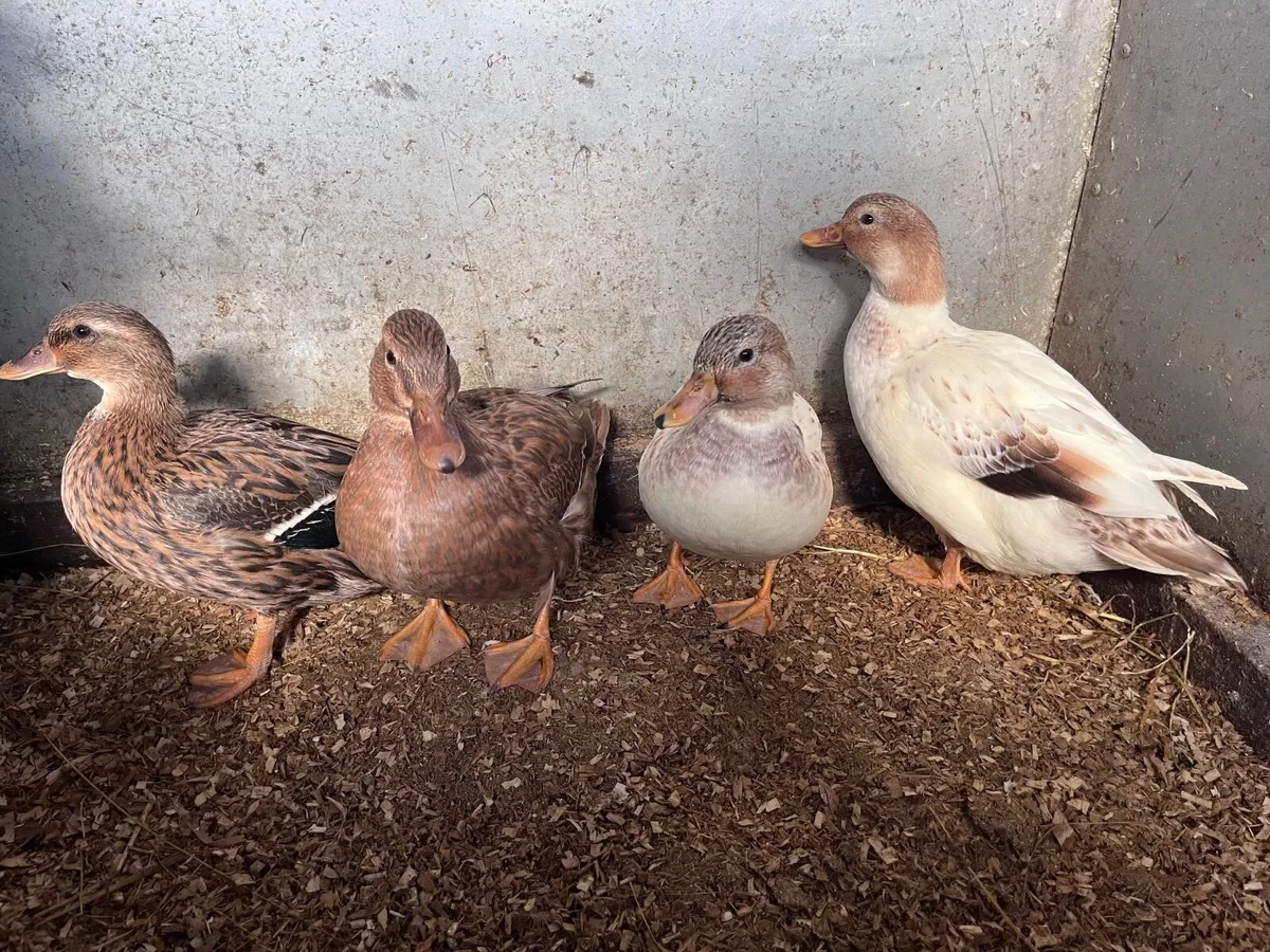Call ducks - Image 3