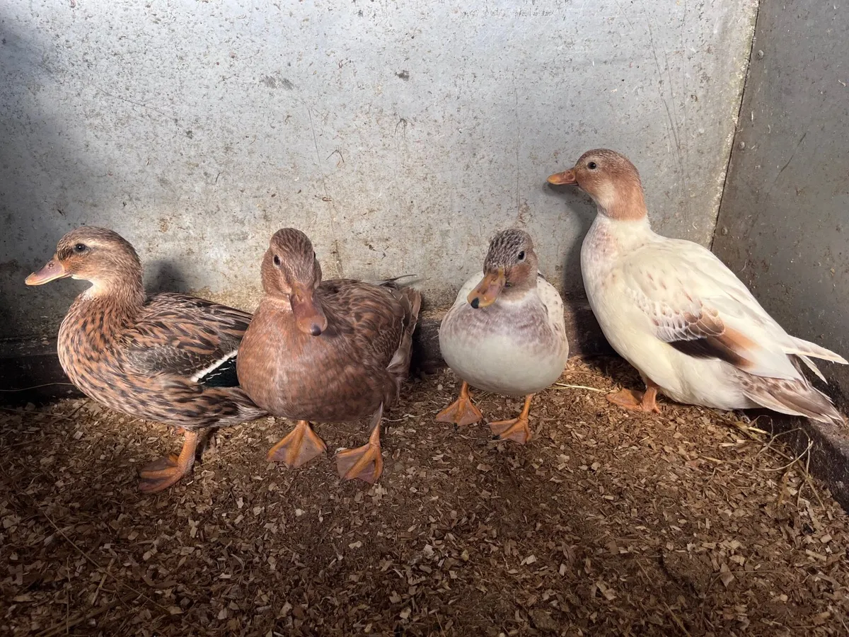 Call ducks - Image 1