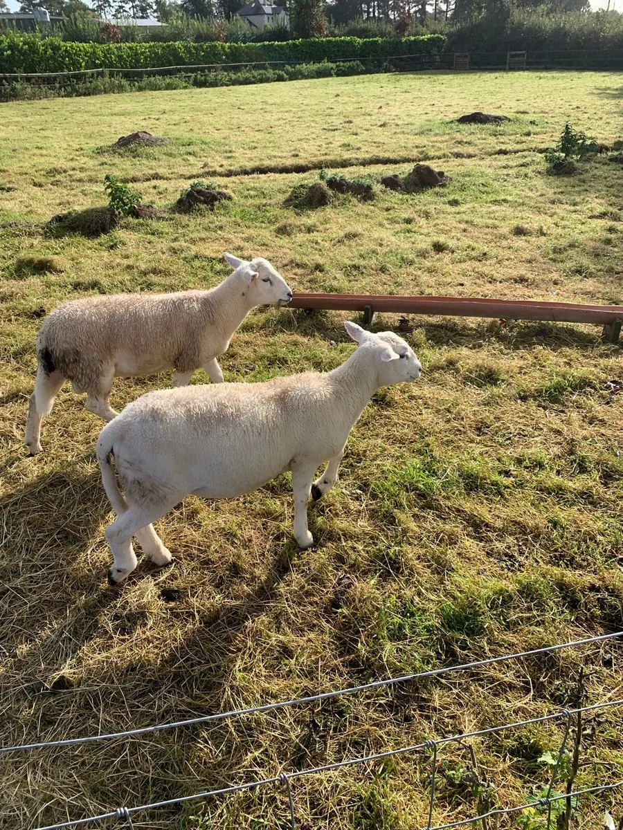 Store lambs - Image 1