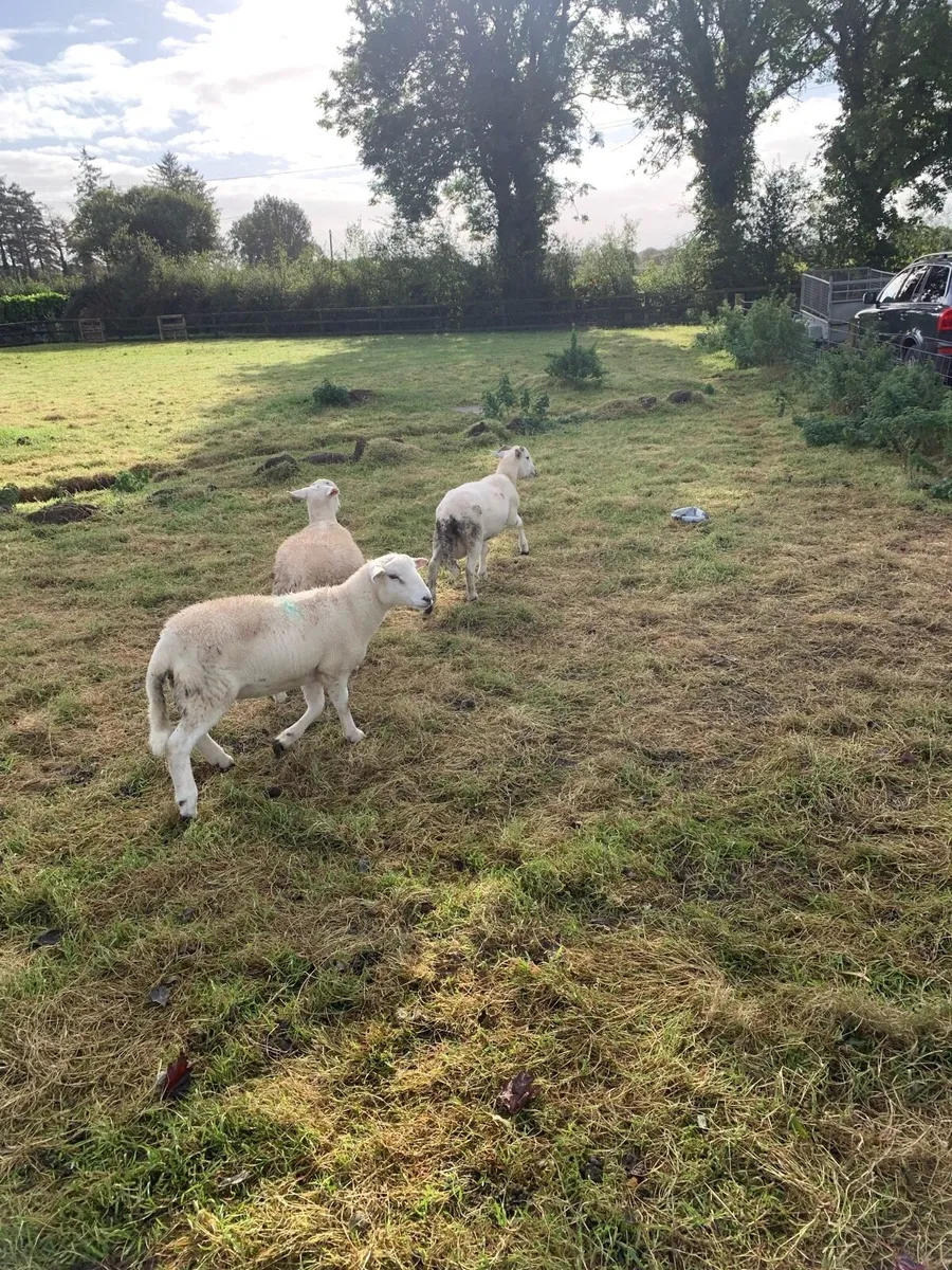 Store lambs - Image 2