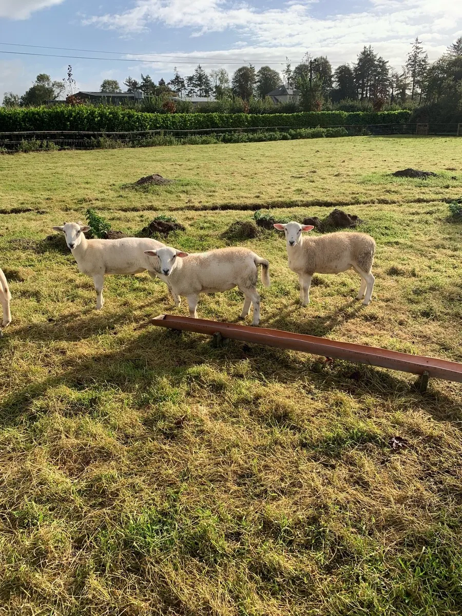 Store lambs - Image 3