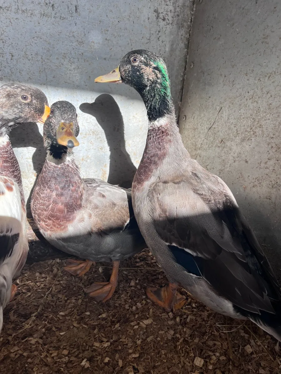 Call ducks - Image 4