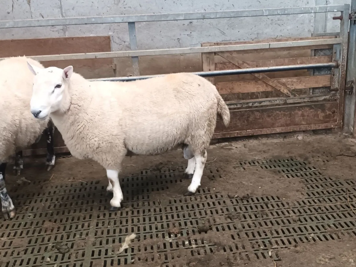 Sheep - Image 1