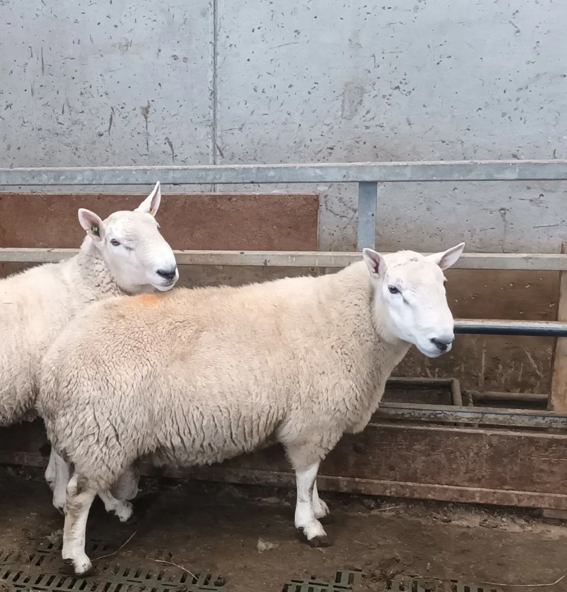 Sheep - Image 2