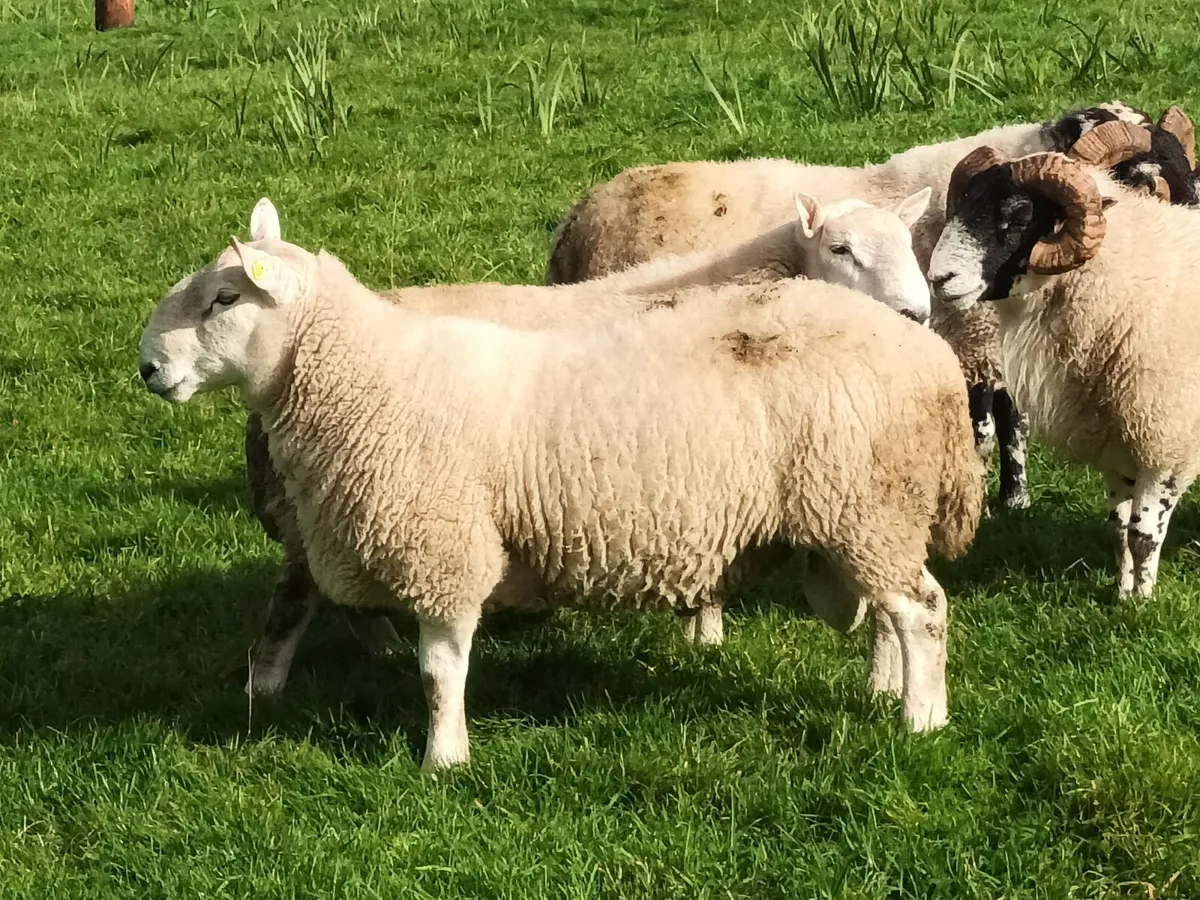 Sheep - Image 4