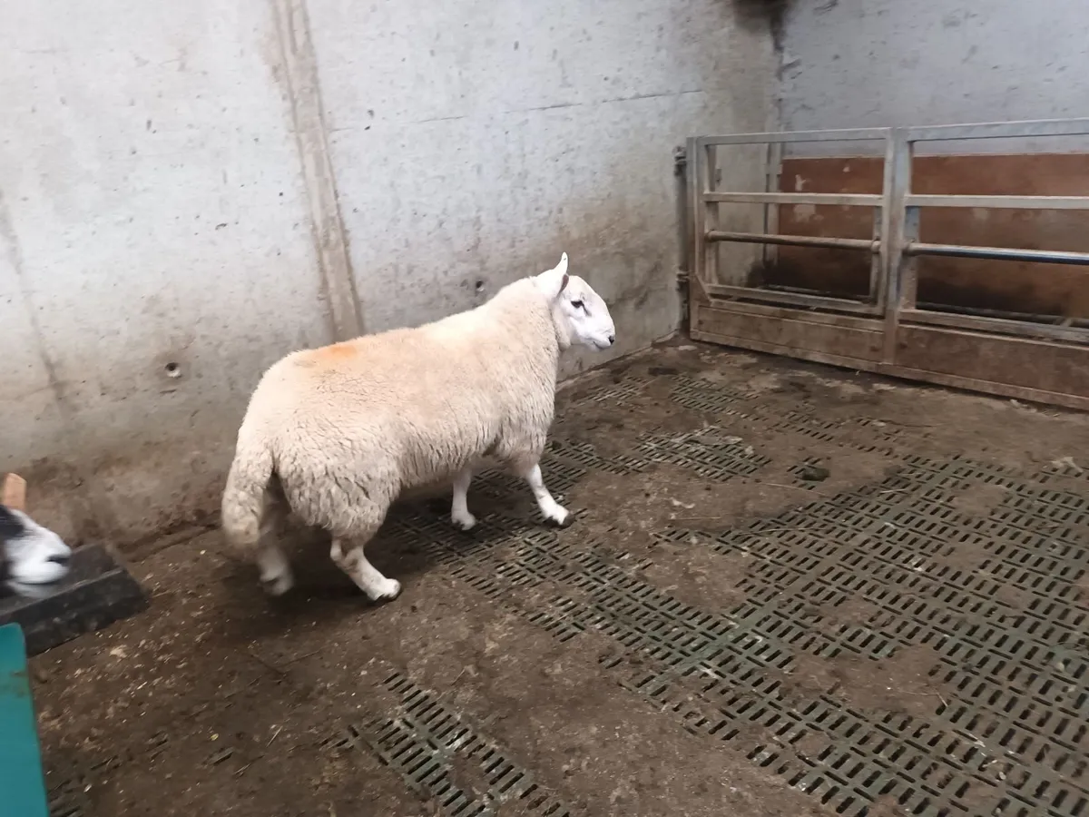 Sheep - Image 3