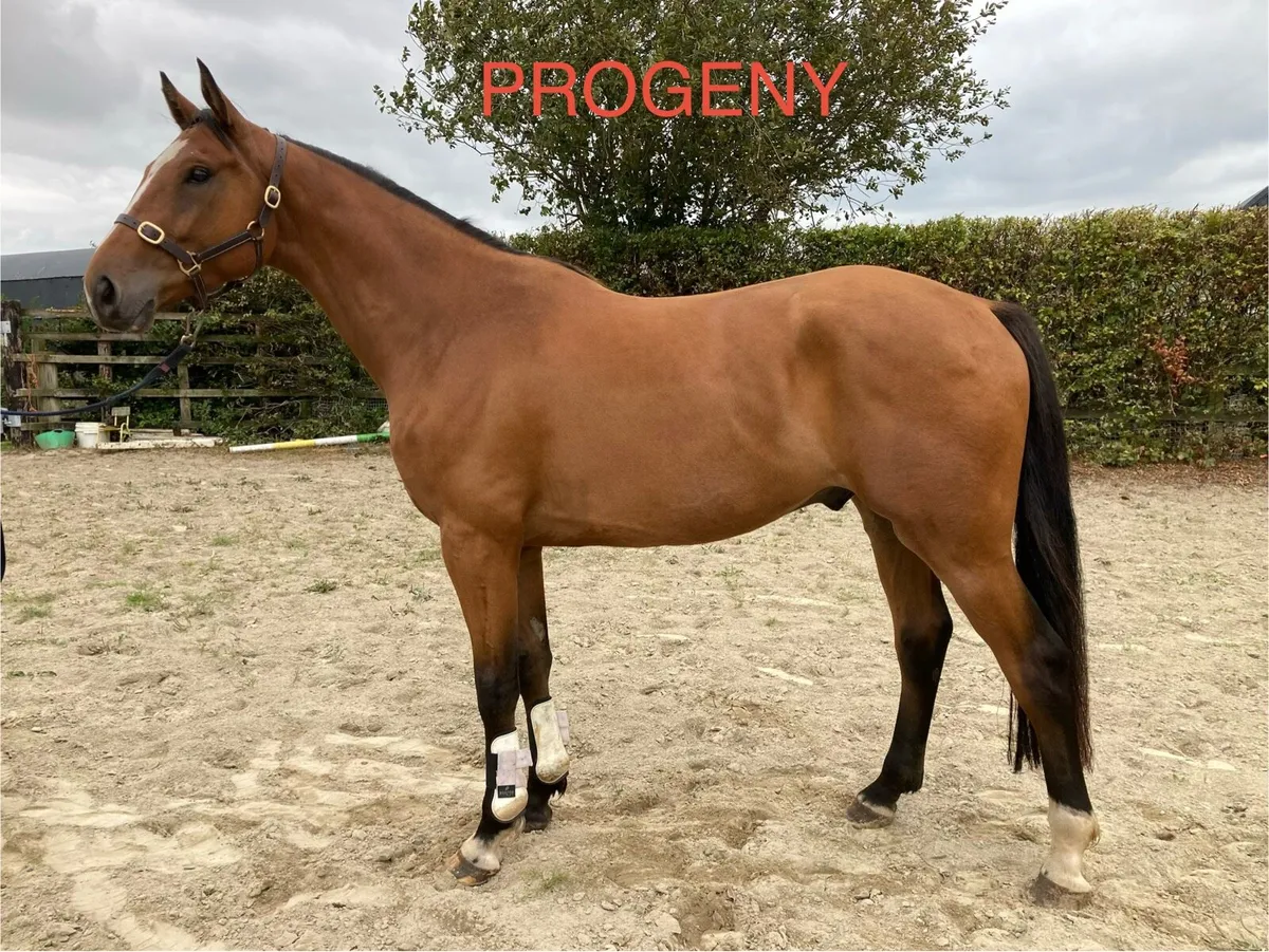 Top class traditionally bred mare - Image 4