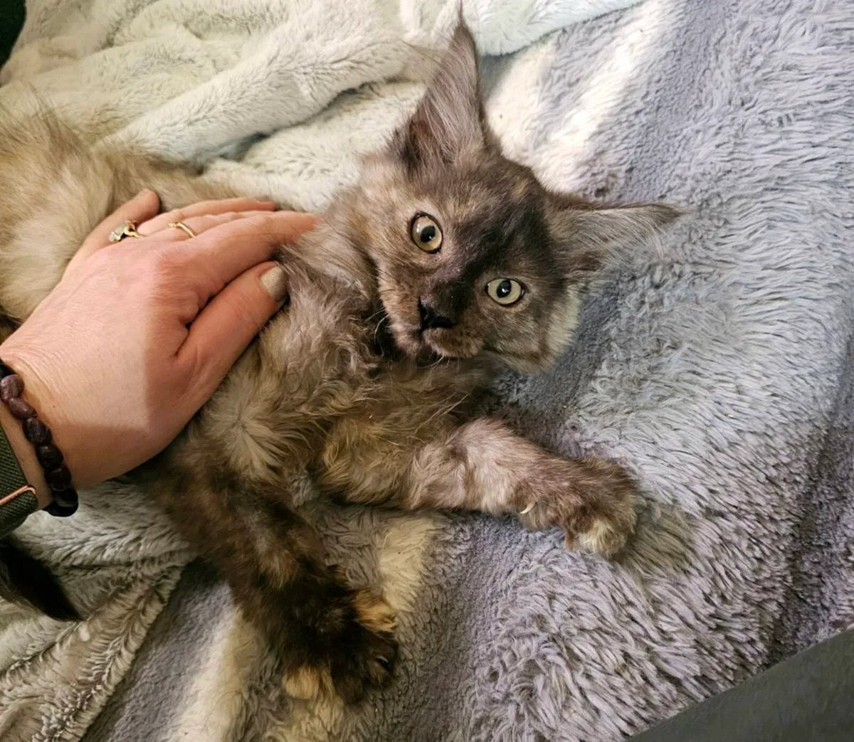 🐾❤️ Beautiful Maine Coon Girl TICA registered - Image 1