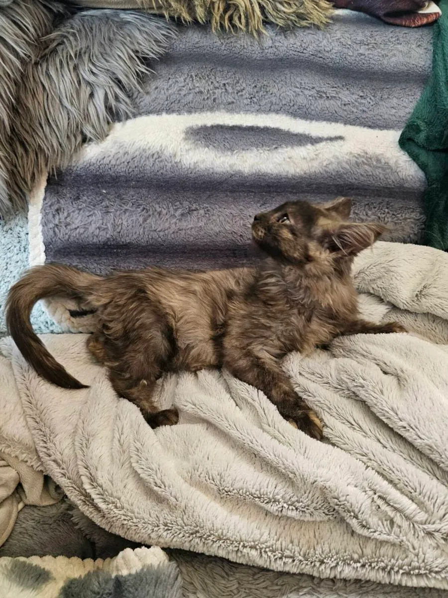 🐾❤️ Beautiful Maine Coon Girl TICA registered - Image 3