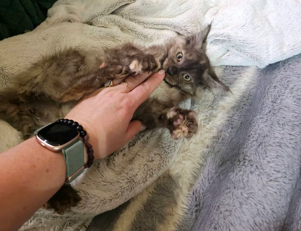 🐾❤️ Beautiful Maine Coon Girl TICA registered - Image 2