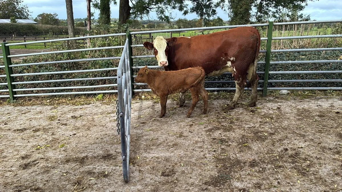 5 star Simmental cow and calf - Image 1