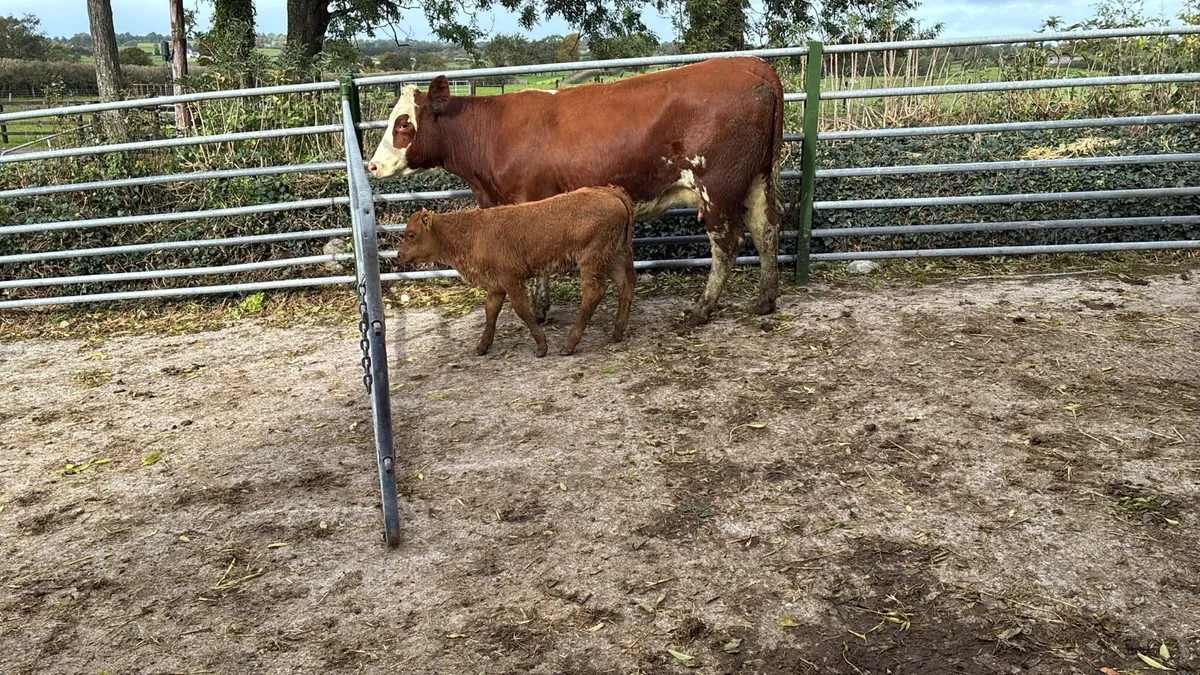 5 star Simmental cow and calf - Image 2