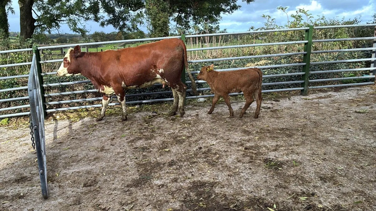 5 star Simmental cow and calf - Image 3